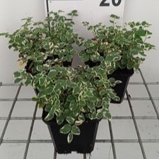 Sanguisorba hybr. 'Little Angel'  Pot 9 