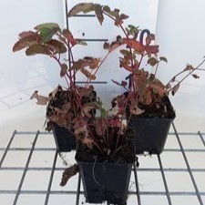 Sanguisorba hybr. 'Pink Brushes'  Pot 9 
