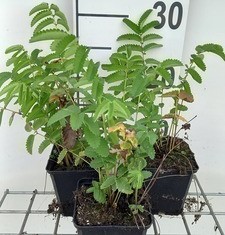 Sanguisorba off. 'Arnhem'  Pot 9 