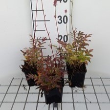 Sanguisorba off. 'Pink Tanna'  Pot 9 