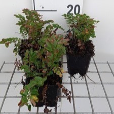 Sanguisorba 'Proud Mary'  Pot 9 