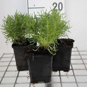 Santolina rosmarinifolia (= virens/viridis)  Pot 9 