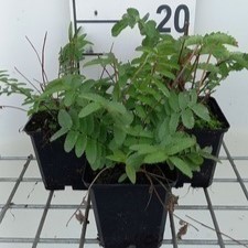 Sanguisorba tenuif. 'Alba'  Pot 9 