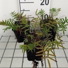 Sanguisorba tenuif. 'Purpurea'  Pot 9 