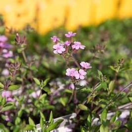 Saponaria ocymoides  Pot 9 