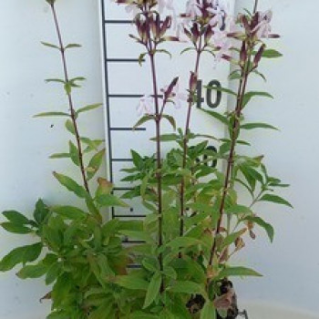 Saponaria officinalis  Pot 9 
