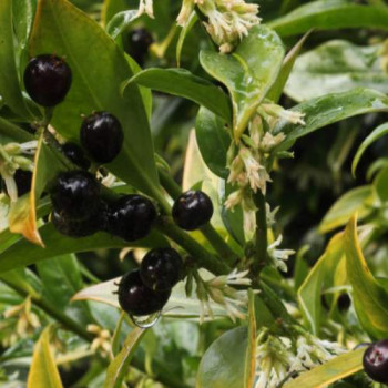 Sarcococca confusa 0.20 à 0.25 m Cont. 