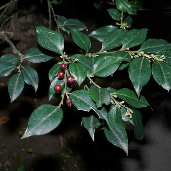 Sarcococca ruscifolia 0.20 à 0.25 m Cont. 