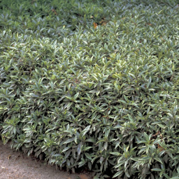 Sarcococca hook. 'Humilis' 0.20 à 0.25 m Cont. 