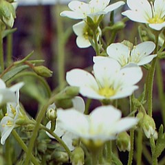 Saxifraga arendsii 'Schneeteppich'  Pot 9 