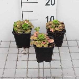 Saxifraga urbium 'Variegata'  Pot 9 