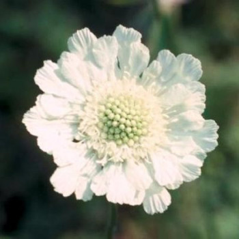 Scabiosa cauc. 'Alba'  Pot 9 