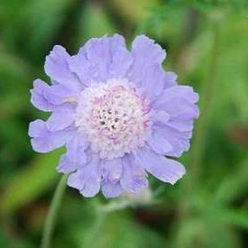 Scabiosa cauc. 'Perfecta'  Pot 9 