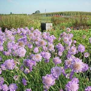Scabiosa col. 'Butterfly Blue'  Pot 9 
