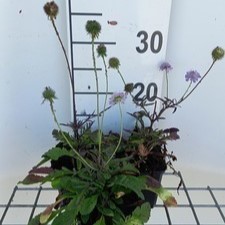 Scabiosa col. 'Nana'  Pot 9 