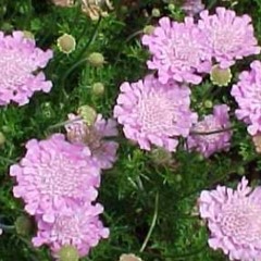 Scabiosa col. 'Pink Mist'  Pot 9 