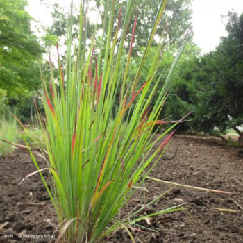 Schizachyrium scop. 'Standing Ovation'  Pot 9 