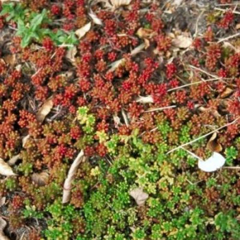 Sedum album 'Coral Carpet'  Pot 9 