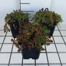 Sedum album 'Murale'  Pot 9 