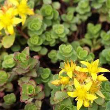Sedum flor. 'Weihenstephaner Gold'  Pot 9 