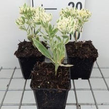 Sedum hybr. 'Frosty Morn'  Pot 9 