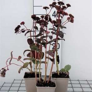 Sedum hybr. 'Purple Emperor'  Pot 9 
