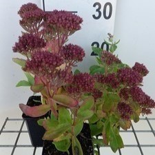 Sedum hybr. 'Carl'  Pot 9 