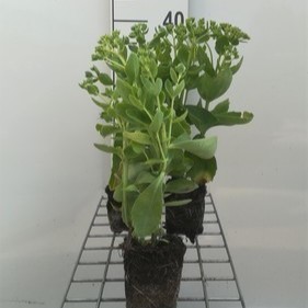 Sedum hybr. 'Herbstfreude'  CT 2 litres 