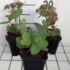 Sedum hybr. 'Matrona'  CT 2 litres 