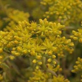 Sedum reflexum 'Angelina'  Pot 9 