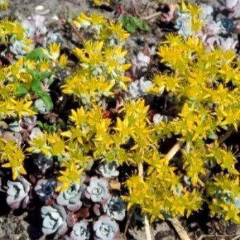 Sedum spath. 'Cape Blanco'  Pot 9 