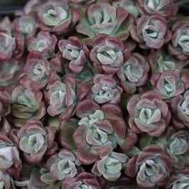 Sedum spath. 'Purpureum'  Pot 9 