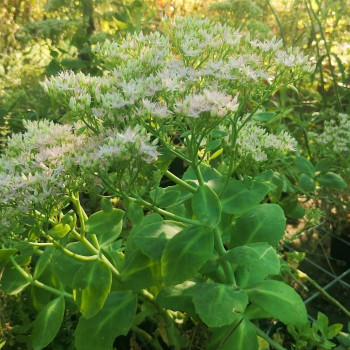Sedum spect. 'Brillant'  CT 2 litres 