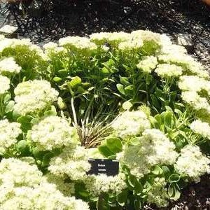 Sedum spect. 'Stardust'  Pot 9 