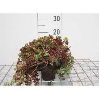 Sedum spur. 'Fuldaglut'  Pot 9 