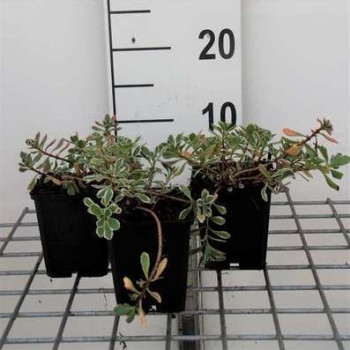 Sedum spur. 'Variegatum'  Pot 9 