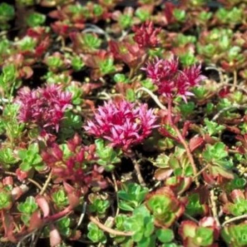 Sedum spur. 'Schorbuser Blut' (= 'dragons blood')  Pot 9 