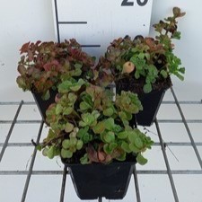 Sedum spur. 'Splendens' ( 'coccineum')  Pot 9 