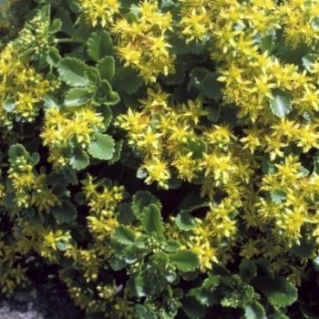 Sedum kamtschaticum  Pot 9 
