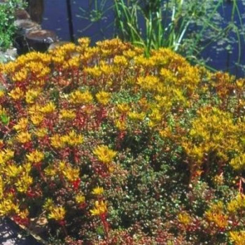 Sedum oreganum  Pot 9 