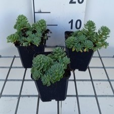 Sedum pachyclados  Pot 9 