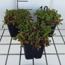 Sedum sexangulare  Pot 9 