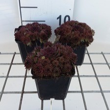 Sempervivum 'Dark Beauty'  Pot 9 