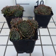 Sempervivum hybr. 'Feldmaier'  Pot 9 