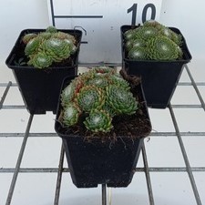 Sempervivum hybr. 'Jubilee'  Pot 9 