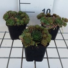 Sempervivum hybr. 'Othello'  Pot 9 