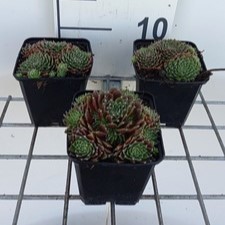Sempervivum hybr. 'Silberkarneol'  Pot 9 