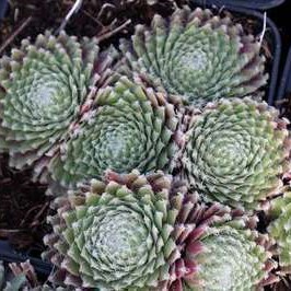 Sempervivum hybr. 'Sprite'  Pot 9 