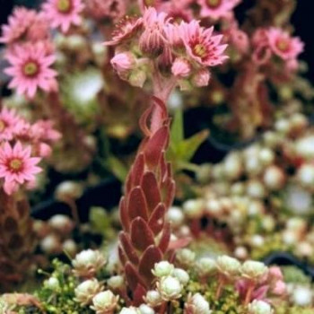 Sempervivum arachnoideum  Pot 9 