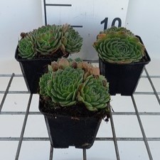 Sempervivum grandiflorum  Pot 9 